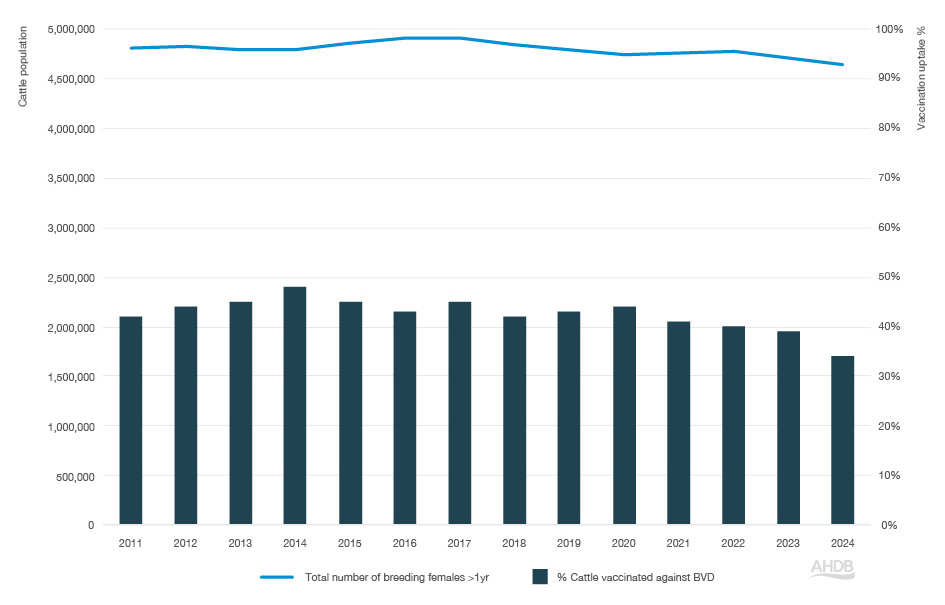 Bar graph with BVD vaccination data from 2011-2024.